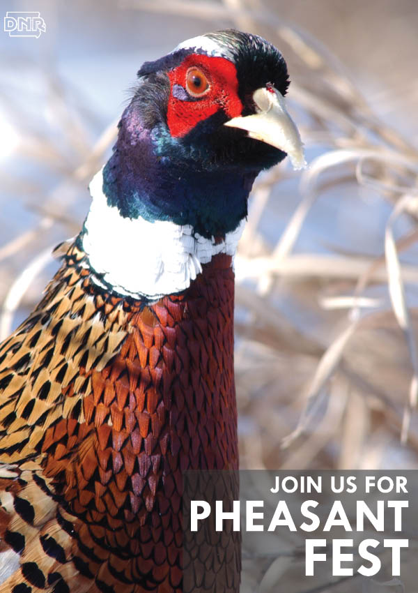 Six Things You Need to See and Do at Pheasant Fest DNR News Releases